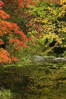 Vibrant Fall Colors Stampe: Reflection of Fall Foliage in Pond