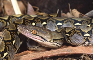 Reticulated Python Stampe: Reticulated Python, Python reticulatus, Native to Tropical Indo China