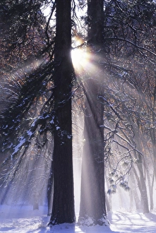 Yosemite National Park Scenery Stampe: Rising sun, radiating and diffracting
