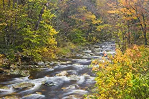 Green Mountains Scenery Stampe: Roaring Brook in