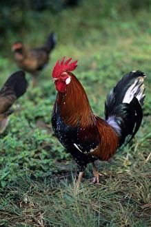 Farmyard Birds Stampe: Rooster