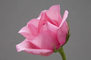 Wildflower Blossom Images Stampe: Rose