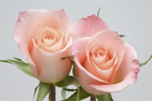 Wildflower Bloom Images Stampe: Roses