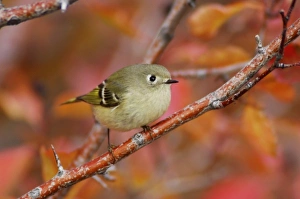 Autumn Woodland Scenes Stampe: Ruby-crowned Kinglet, Regulus calendula, adult in Black Hawthorn, Grand Teton NP