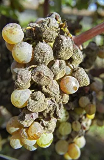 European Wine Production Stampe: Semillon grapes