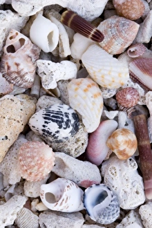 Beach Shells Stampe: Shells on the beach