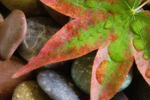 Autumn Colored Leaves Stampe: Smooth rocks and fall-colored maple leaf