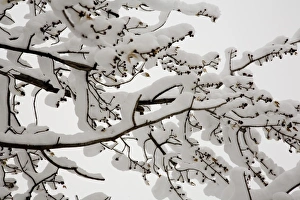 Winter Tree Landscape Stampe: Snow on the branches of a tree