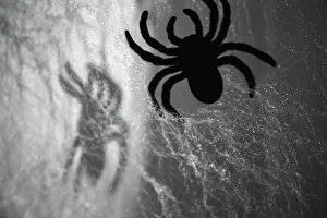 Zandria Muench Beraldo Photography Stampe: Spider on web