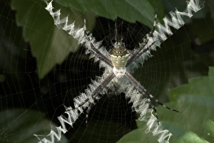 Spider Web Design Stampe: Spider and X-pattern web