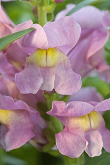 Macro Flower Images Stampe: Spring blooms