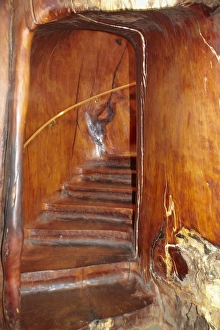 Giant Kauri Tree Stampe: Staircase inside a giant kauri tree, Ancient Kauri Kingdom, Awanui, near Kaitaia