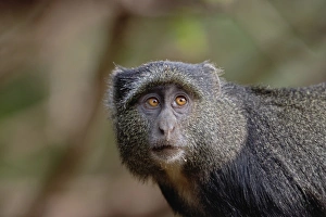 Scimmia Blu Stampe: Sykes o Scimmia Blu, Cercopithecus mitis, Parco Nazionale del Lago Manyara, Tanzania.