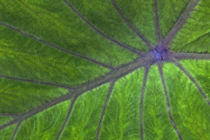 Tropical Leaf Pattern Stampe: Tropical leaf pattern