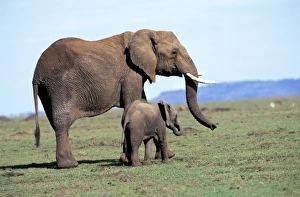 Stampe di Africa, Kenya, Riserva del Parco Nazionale di Masai Mara. Ragni Elefante con madre (Loxodonta africana) Immagini datate 2009 settembre: Unknown