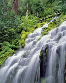 Lush Forest Landscapes Stampe: USA, Oregon, Proxy