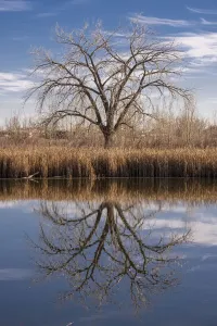 Colorado Winter Landscape Stampe: Lone tree reflection