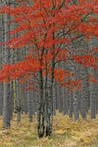 Upper Peninsula Michigan Stampe: Red maple tree among pine tree trunks, Hiawatha National Forest