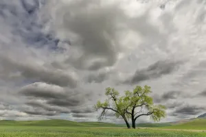 American Countryside Views Stampe: Single tree among wheat fields and clouds, Palouse region of eastern Washington