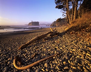 Olympic Peninsula Nature Stampe: WA, Olympic NP, Ruby Beach