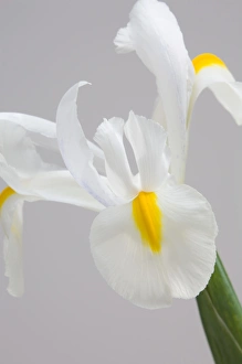 Flora And Fauna Photography Stampe: White iris