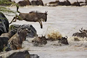 Wildebeest In Water Stampe: Wildebeest jumping