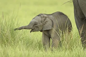 Corbett National Park Animals Stampe: Young one of Indian