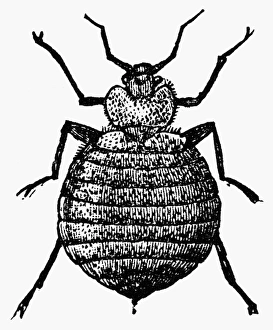 Cimex Lectularius Stampe: BEDBUG. The bedbug (Cimex lectularius). Wood engraving, c1900