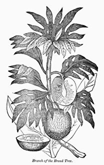 Engraved Botanicals Stampe: BOTANY: BREADFRUIT TREE. Branch of the breadfruit tree. Wood engraving, 19th century
