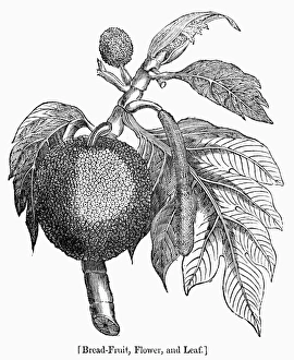 19th Century Wood Engravings Stampe: BOTANY: BREADFRUIT TREE. Flower and leaf of the breadfruit tree