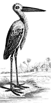 Crane Wildlife Photography Stampe: CRANE