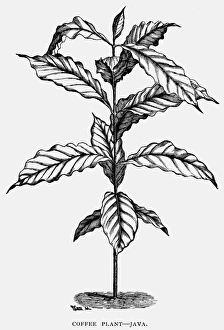 19th Century Botany Art Stampe: JAVA: COFFEE PLANT. A coffee plant from Java. Wood engraving, late 19th century