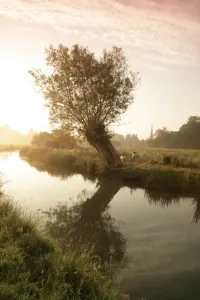 Alberi Stampe: I Cotswolds