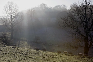 Stampe di Le pecore su una collinetta nel Cotswolds con una luce invernale pallida Immagini datate 2005: Luce d'inverno