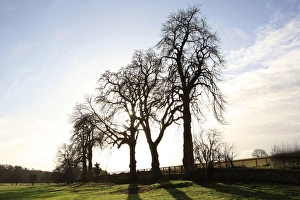 Alberi dinverno.