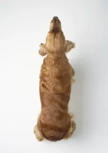 White Background Pet Images Stampe: Cocker spaniel, view from above