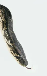 Stampa con cornice : Capo di pitone del Myanmar (Python molurus), sibilo, in primo piano, vista laterale.