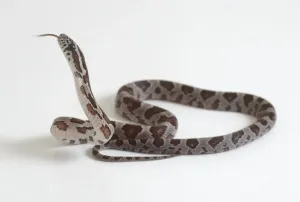 Serpente Marrone Stampe: Un serpente neonato che sibila, in primo piano.