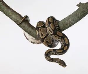 Serpente Marrone Stampe: Pitone reale (Python regius), avvolto intorno a un ramo di albero.