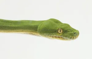 Tropical Rainforest Reptiles Stampe: Close-up of the head of a Green Tree Python