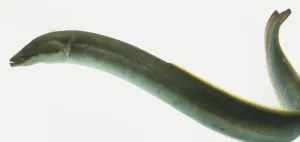 Conger Eel Stampe: Conger Eel