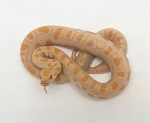 Reptile Studio Shot Stampe: Albino Burmese Python (Python molurus bivittatus) coiled up