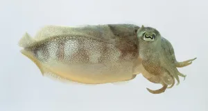Deep Sea Creatures Images Stampe: Cuttlefish