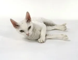 White Devon Rex Cat Stampe: White Devon Rex cat lying on side, looking at camera