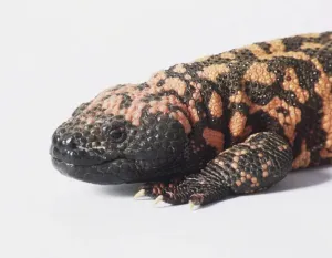 Reptile Animal Images Stampe: Monitor lizard, close up of head