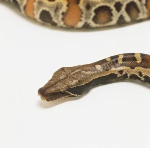 Stampe di Capobranco del Pitone sanguisuga (Python curtus brongersmai), in primo piano Pitone Di Sangue Stampe: Capobranco del serpente di sangue (Python curtus brongersmai), in primo piano.