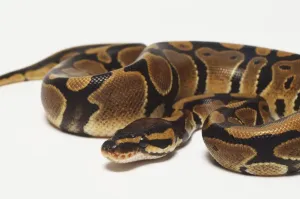 Serpente Stampe: Un pitone reale avvolto con la testa al centro, per una massima protezione.