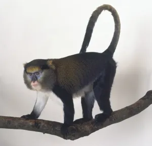 Stampe di Mona Monkey, Cercopithecus mona, in piedi su quattro zampe su un ramo di albero, coda lunga che si avvolge sulla schiena, marcature blu distinte intorno agli occhi, bocca rosa Scimmia Mona Stampe: Mona Monkey, Cercopithecus mona