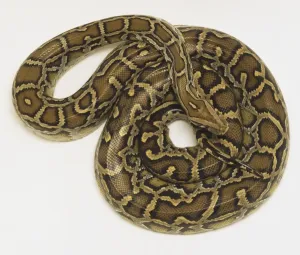 Burmese Python Stampe: Overhead view of a coiled Burmese Python