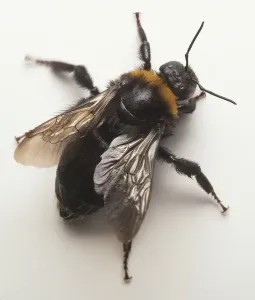 Entomology Images Stampe: Overhead of bee